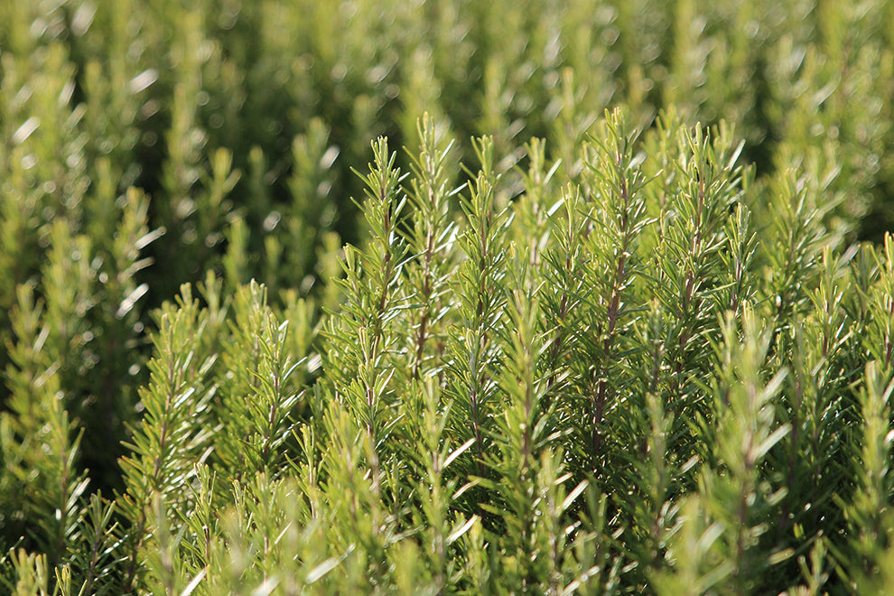 Rosemary essential oils